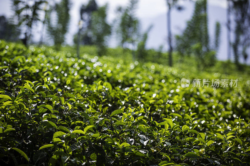 Kandy和Nuwara Eliya之间的山上的茶园